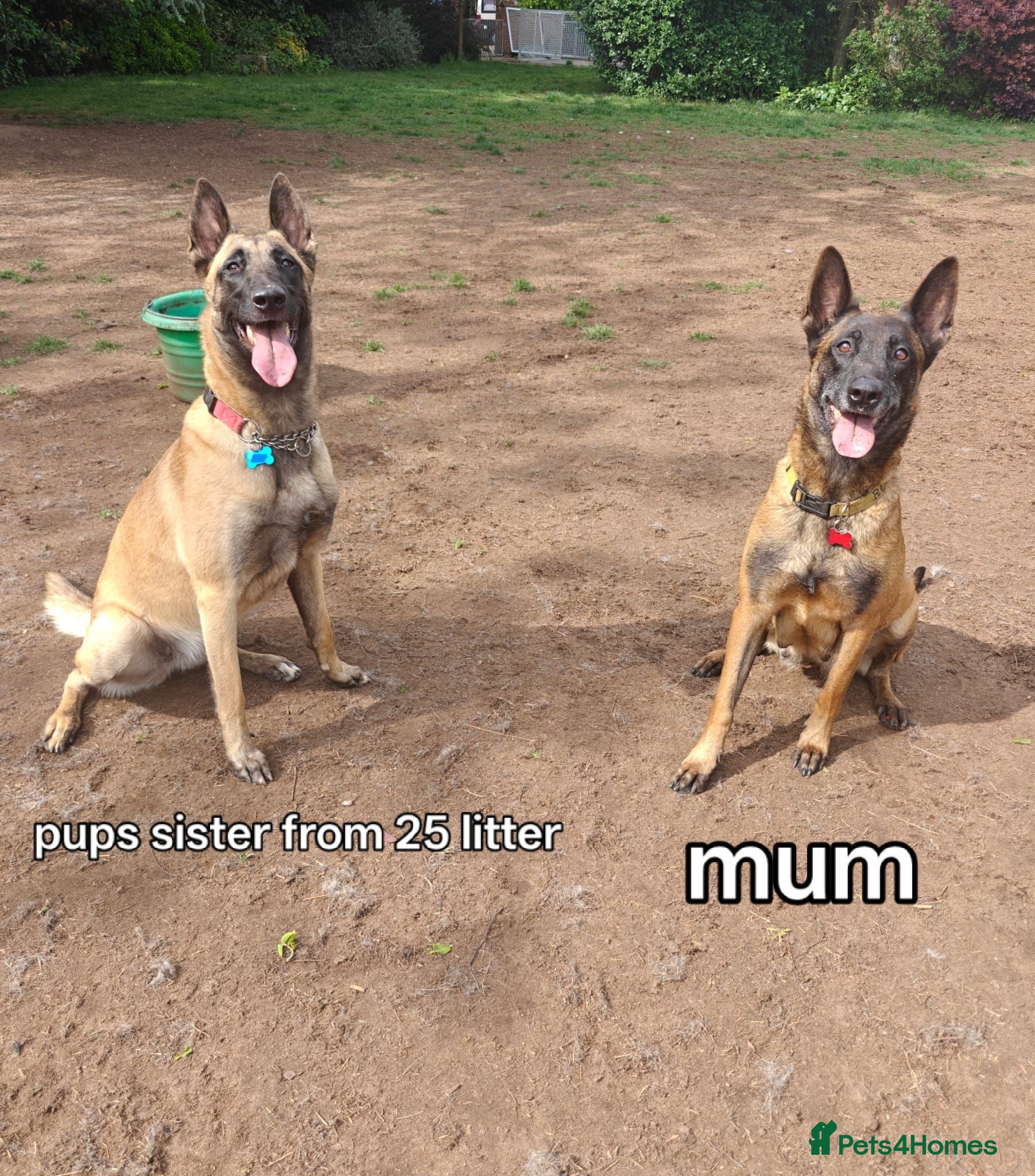 Belgian Shepherd Dog dogs Quality KC Registered Belgian Shepherd Malinois  - Advert 2