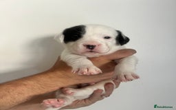 Mixed Breed dogs for sale: 🏡 Staff x American Bulldog Puppies  - Image 31