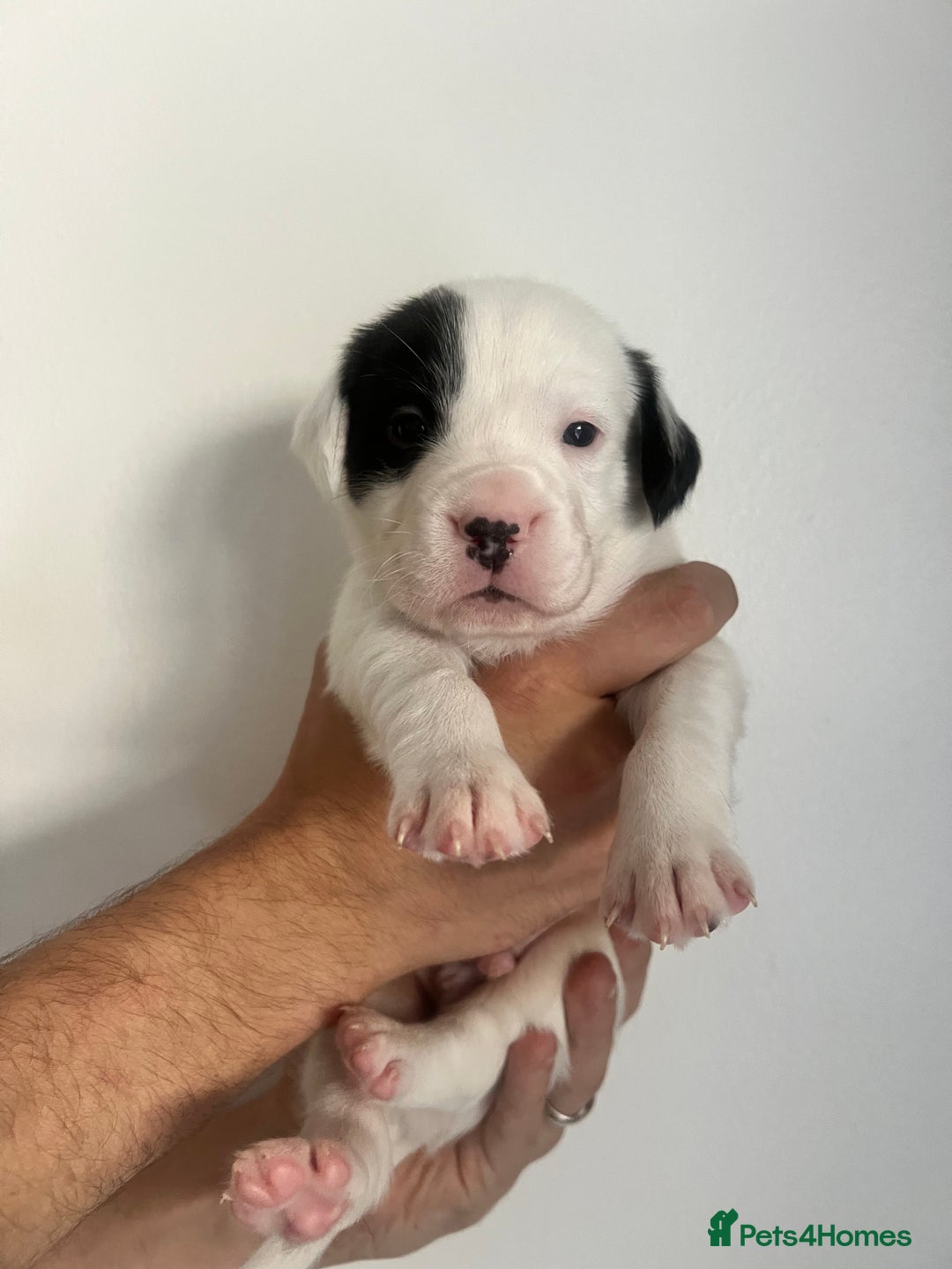 Mixed Breed dogs for sale: 🏡 Staff x American Bulldog Puppies  - Image 31