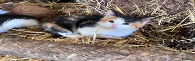 Tri coloured calico girl