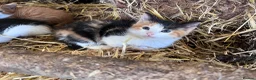 Mixed Breed cats for sale: Beautiful farm kittens for sale.  - Advert 9