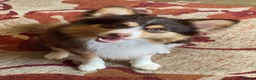 Mixed Breed dogs for sale: Cavapoo cross pomsky  - Advert 4