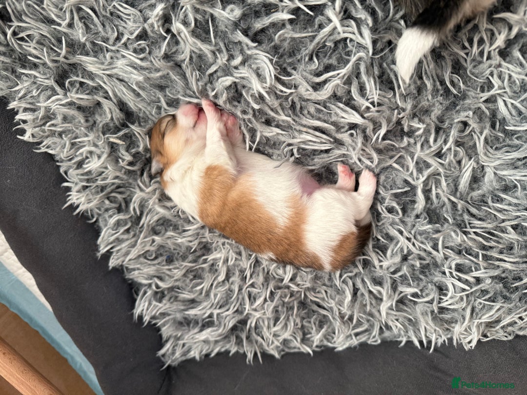 Pomchi dogs for sale: 3/4 Pom 1/4 chi Pomchi F1BB - Advert 24