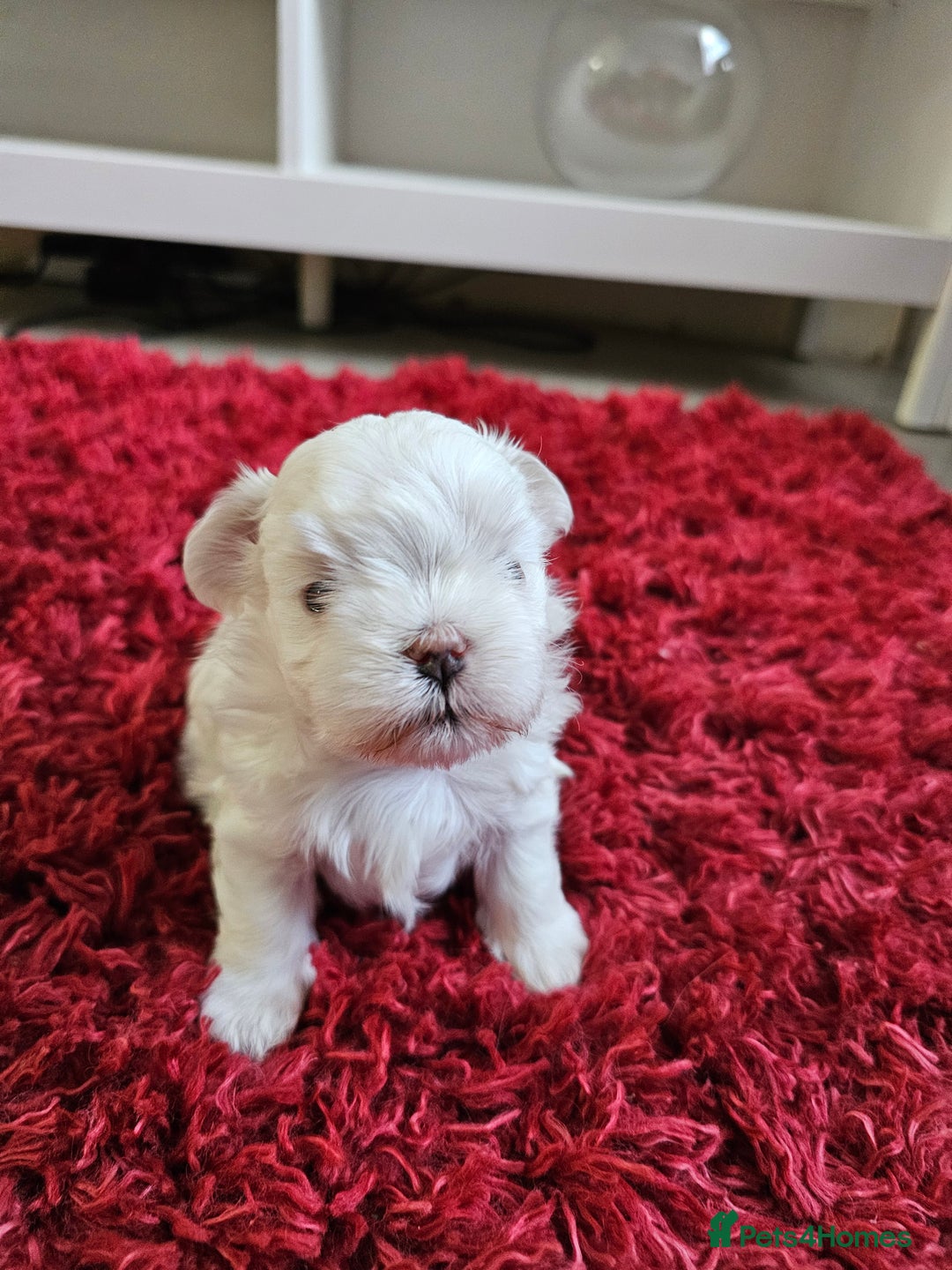 Maltese dogs for sale: MALTESE💖KC.Registered,5 generation pedigree🩵 🐩 - Image 10