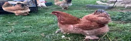 Chickens poultry for sale: Brahma hens  - Advert 2