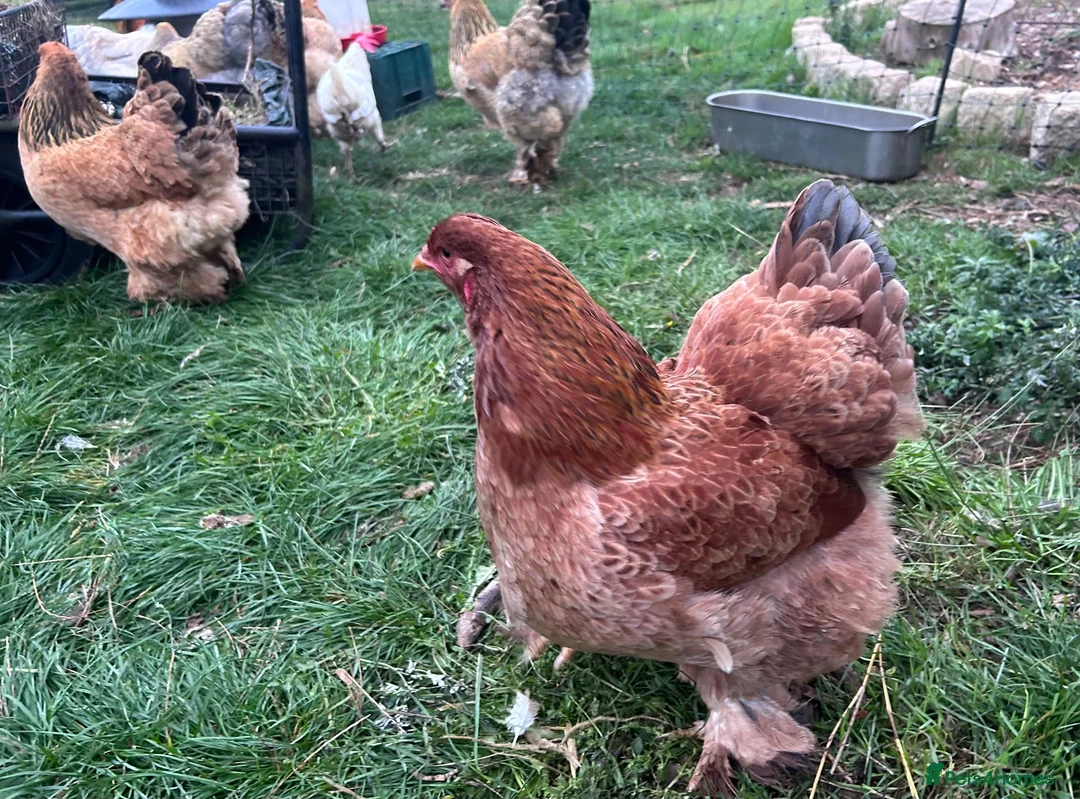 Chickens poultry for sale: Brahma hens  - Advert 2
