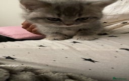 British Shorthair cats for sale: 1 baby girl left!  - Image 5