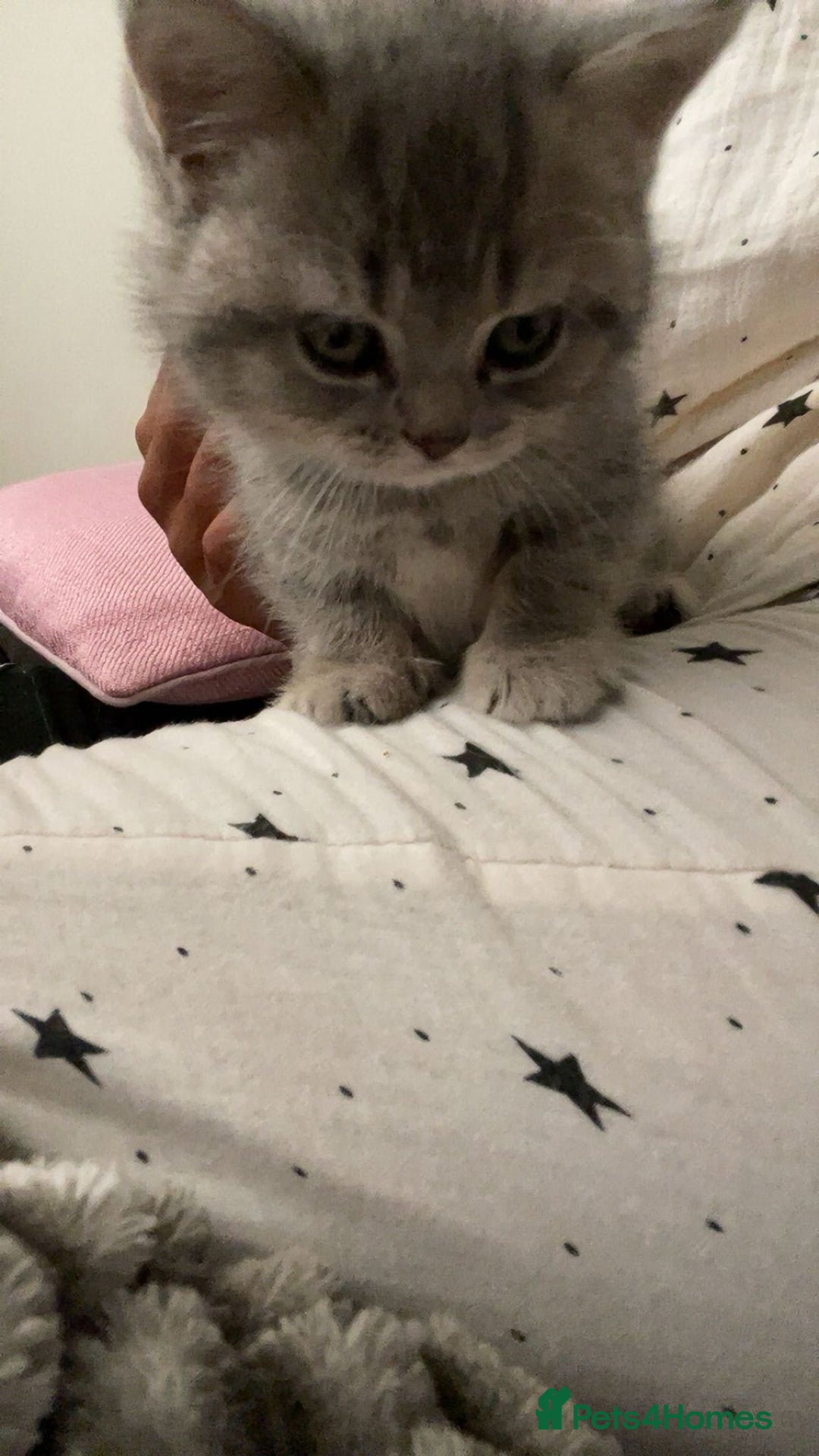 British Shorthair cats for sale: 1 baby girl left!  - Image 5