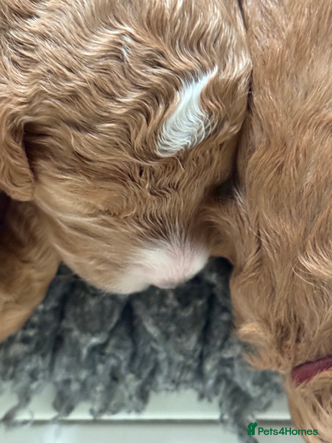 Australian Labradoodle dogs for sale: 5* Health tested Australian Labradoodles - Image 9
