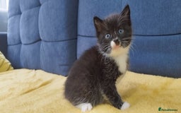 Ragdoll cats for sale: Half Ragdoll - one boy and four girls - Image 10