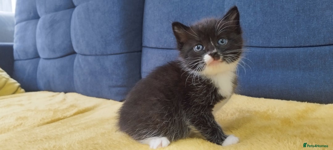 Ragdoll cats for sale: Half Ragdoll - one boy and four girls - Image 10