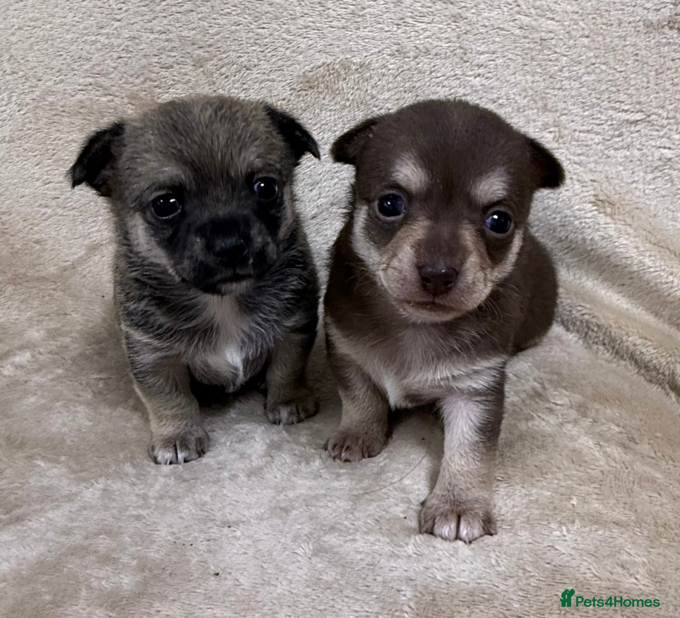 Chihuahua dogs 2 Female chihuahua puppies  - Advert 1