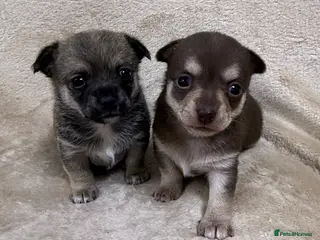 Chihuahua dogs 2 Female chihuahua puppies - Advert 9