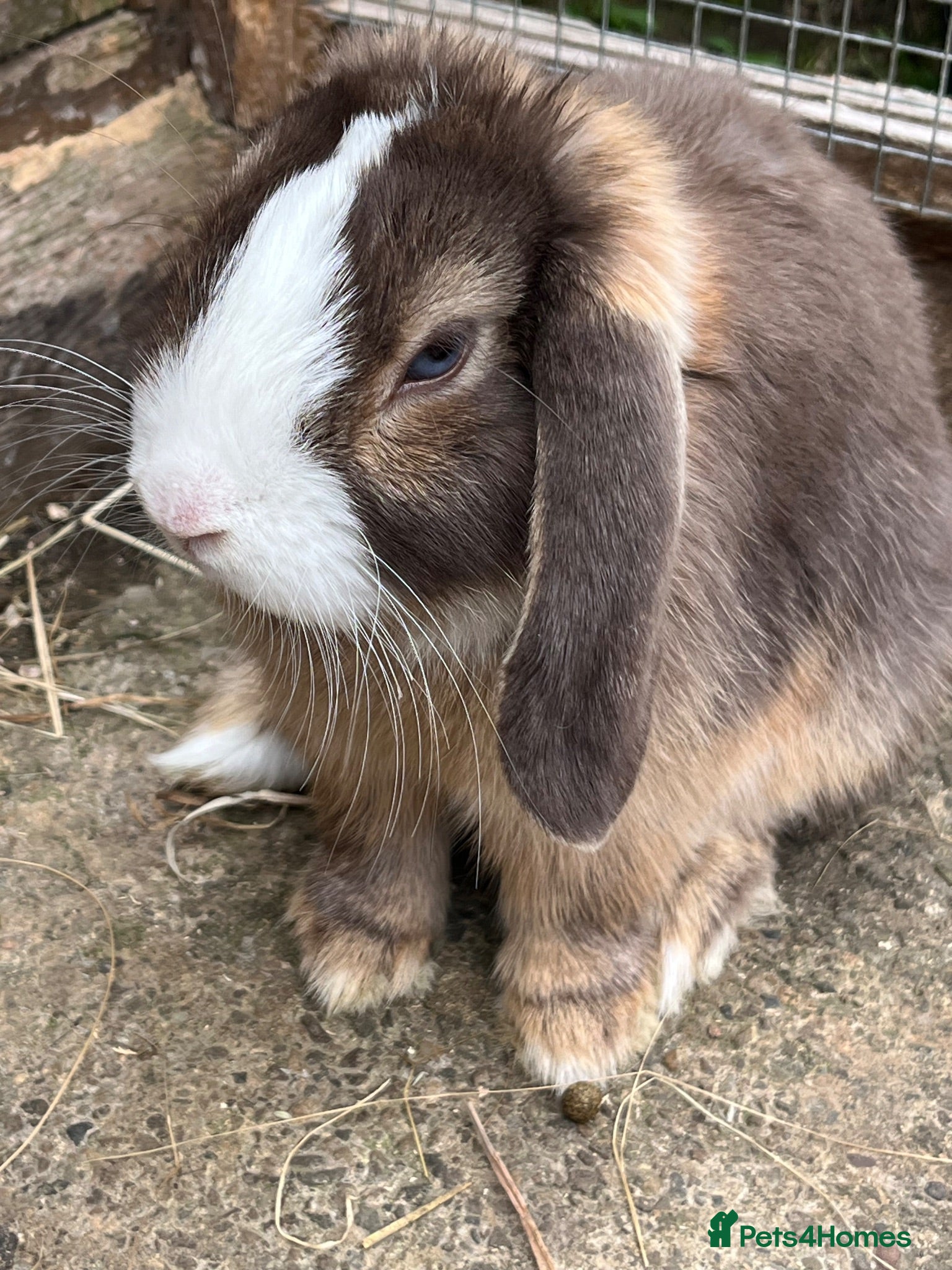Mini Lop rabbits Gorgeous mini lop buck ready to go now   - Advert 21