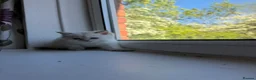 British Longhair cats for sale: Exquisite British Kittens – Golden & Colourpoint  - Advert 32