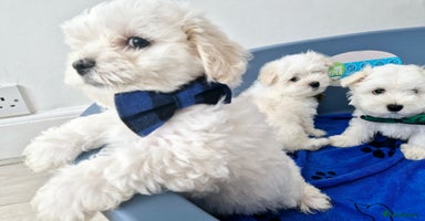 Maltese dogs - Advert 2
