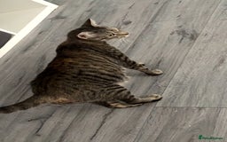 British Shorthair cats for sale: 3 boys 1 girl Tabbys - Image 2