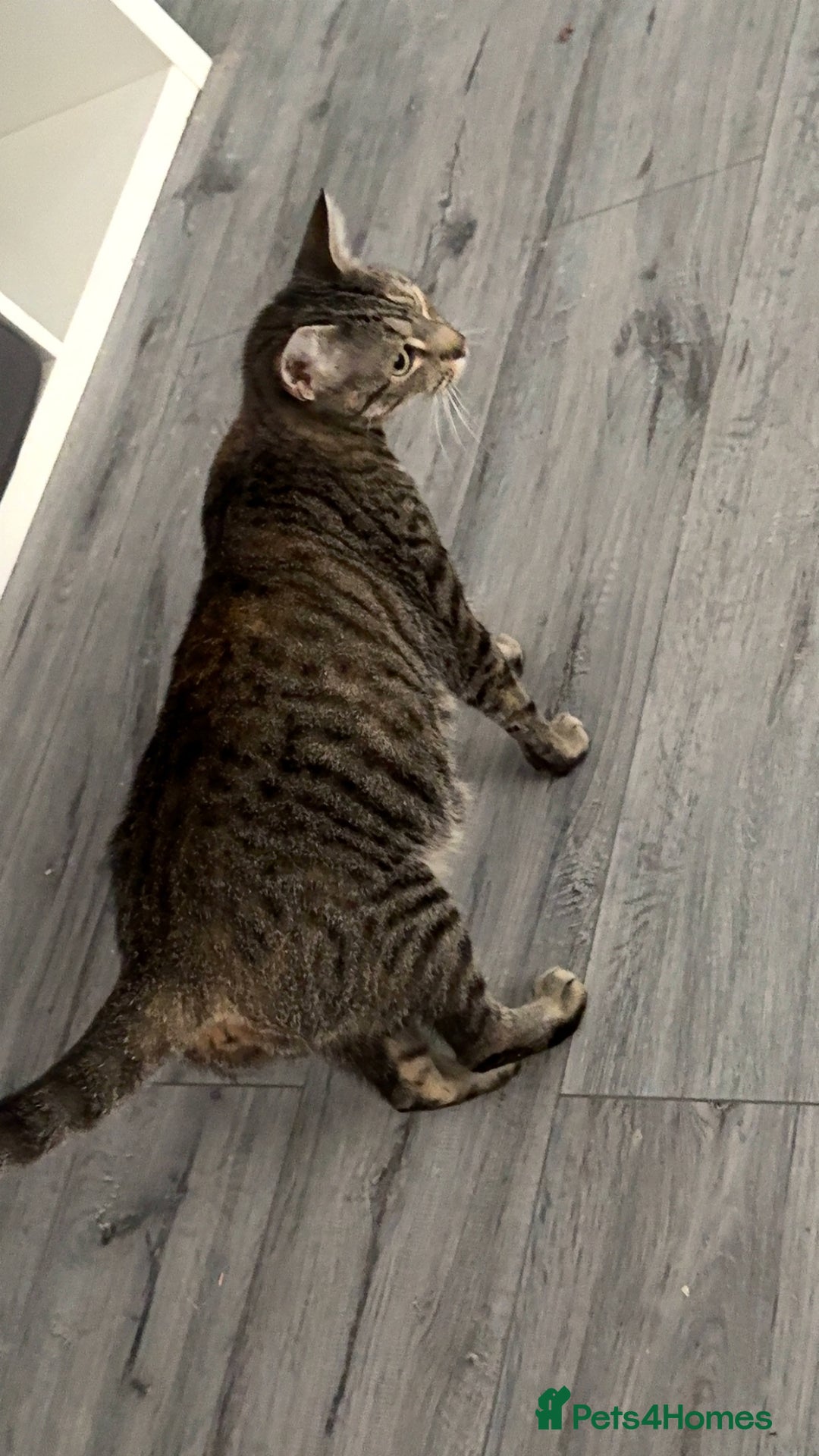 British Shorthair cats for sale: 3 boys 1 girl Tabbys - Image 2