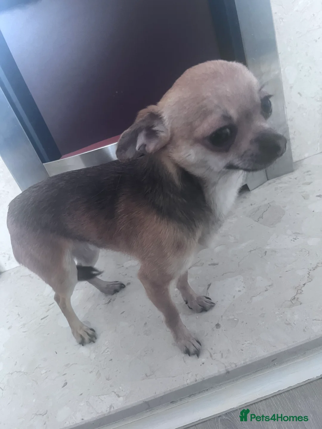 Chihuahua dogs for sale: Chihuahua  - Advert 2