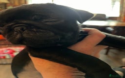 Pug dogs for sale: Last Baby pug  - Image 1