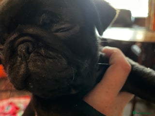 Pug dogs - Advert 8