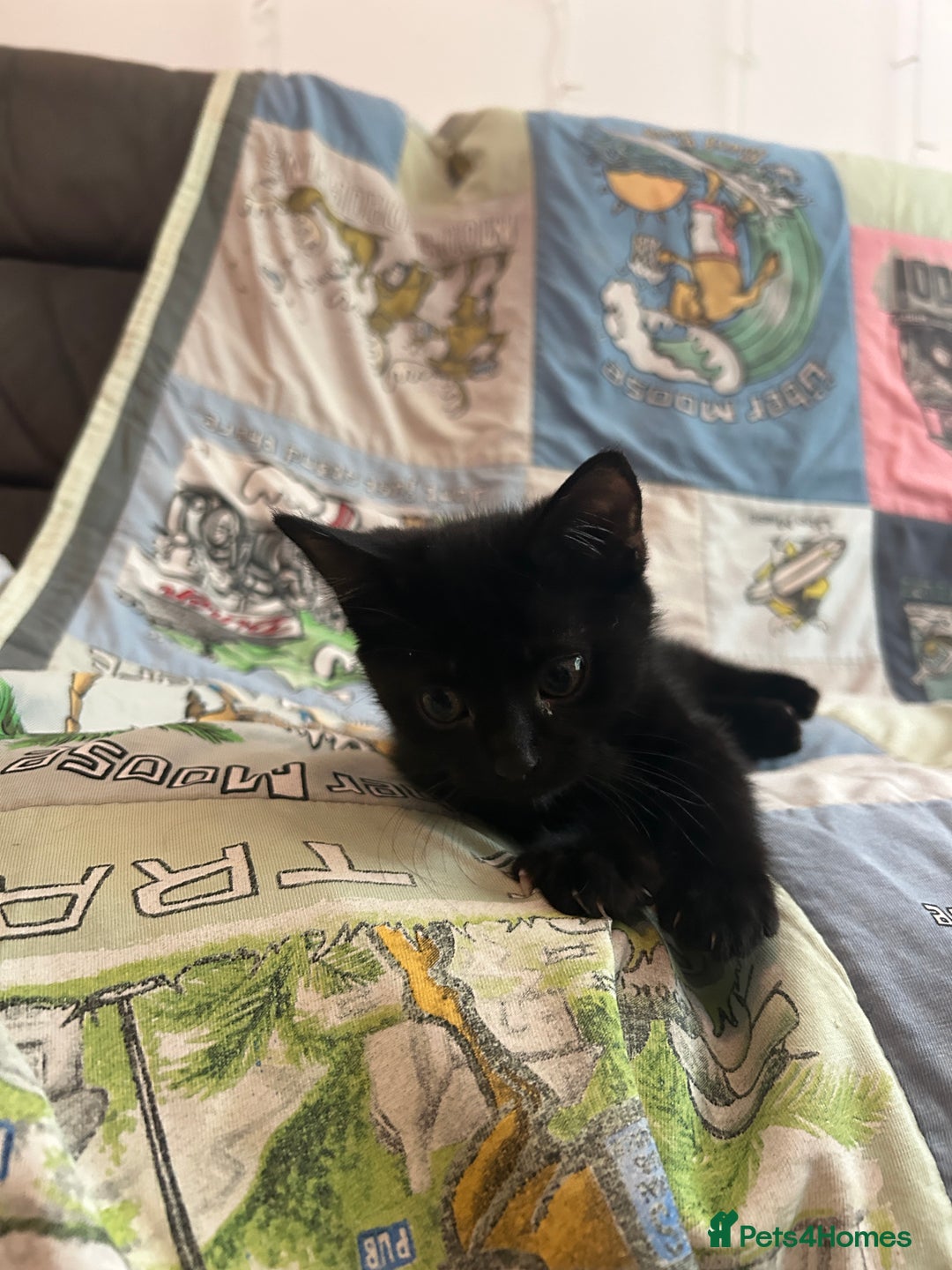 Mixed Breed cats for sale: 5 Beautiful, Fluffy Kittens For Sale! - Image 15