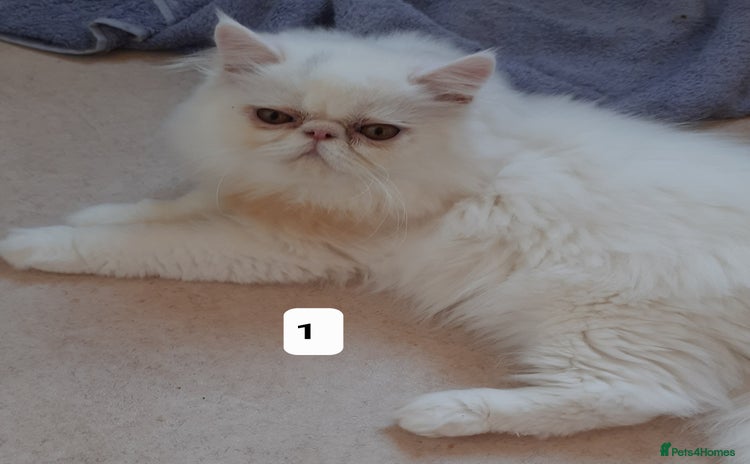Persian cats - Advert 1