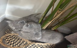 British Shorthair cats for sale: BEAUTIFUL BRITISH SHORT AND LONG HAIR KITTENS - Image 6