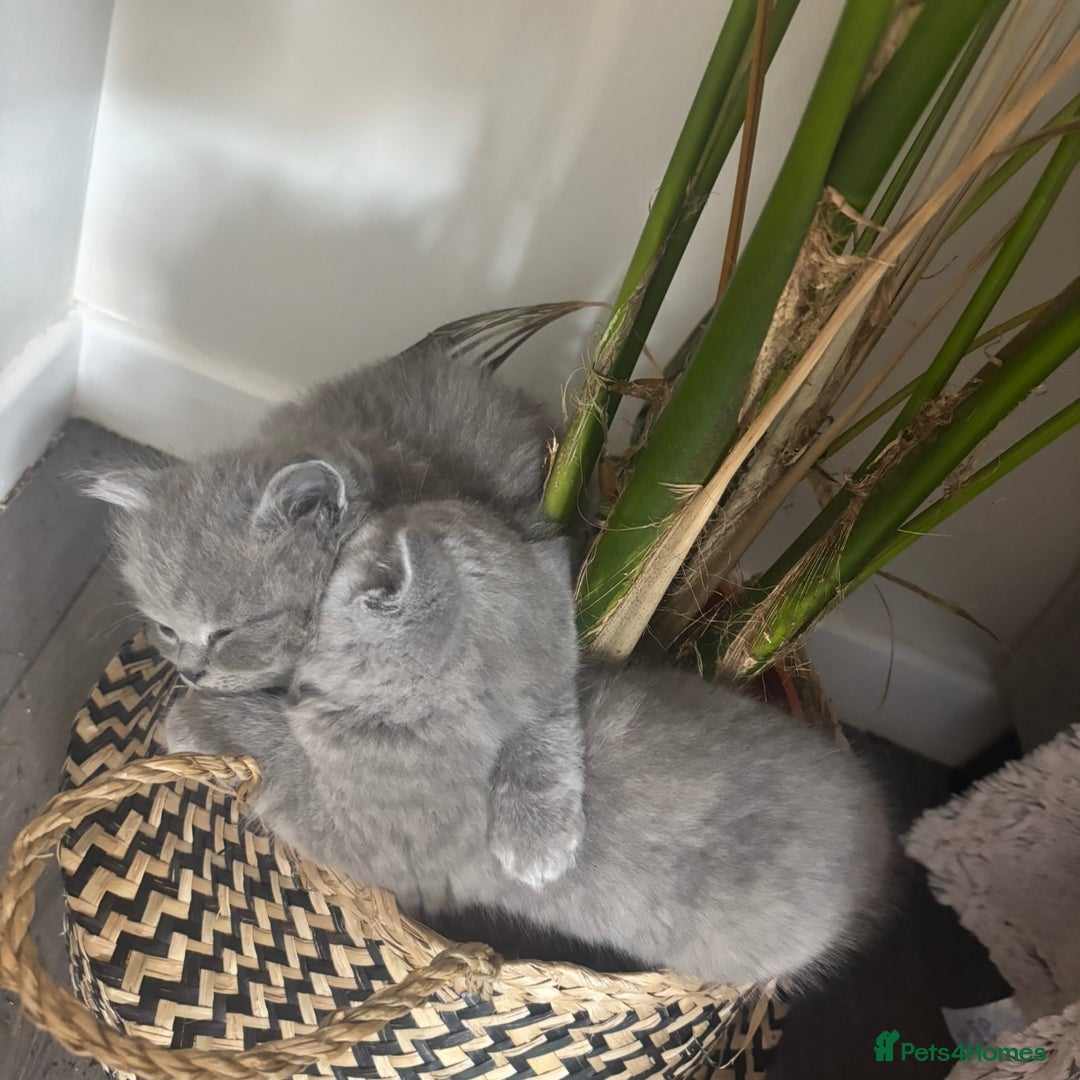 British Shorthair cats for sale: BEAUTIFUL BRITISH SHORT AND LONG HAIR KITTENS - Image 6