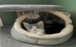 Mixed Breed cats for sale: Raggdoll x Kittens ready now  - Image 3
