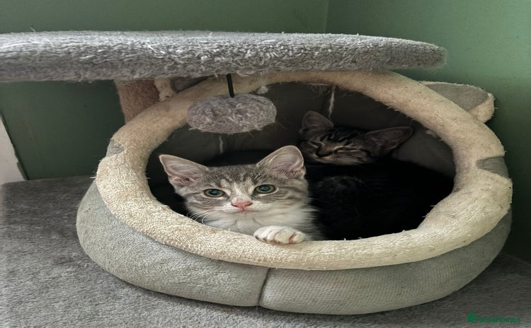 Mixed Breed cats - Advert 3