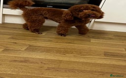 Cavapoo dogs for sale: Red Cavapoo Puppies 4 males 1 female Left - Image 21