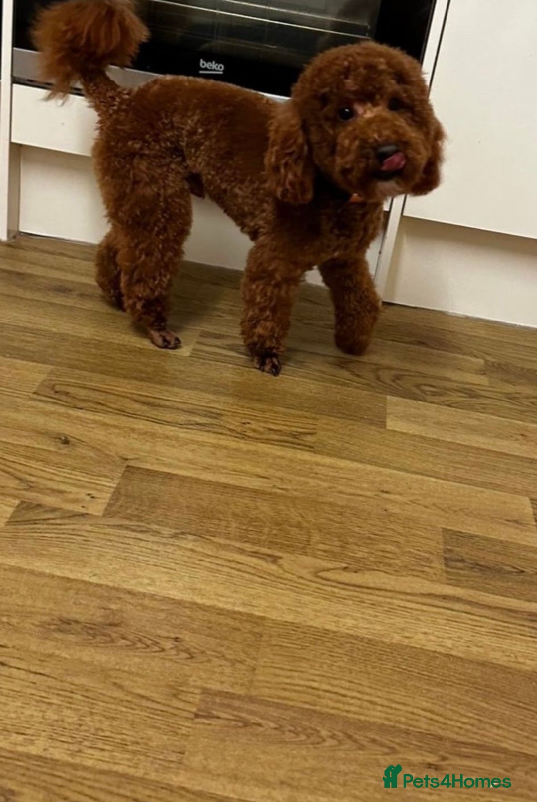 Cavapoo dogs for sale: Red Cavapoo Puppies 4 males 1 female Left - Image 21
