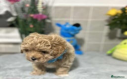 Maltipoo dogs for sale: Maltipoo - Image 2