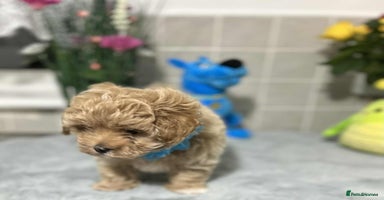 Maltipoo dogs - Advert 7