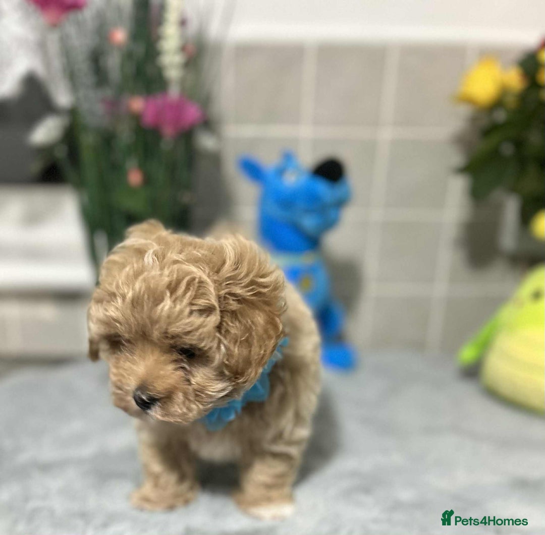 Maltipoo dogs for sale: Maltipoo - Image 2