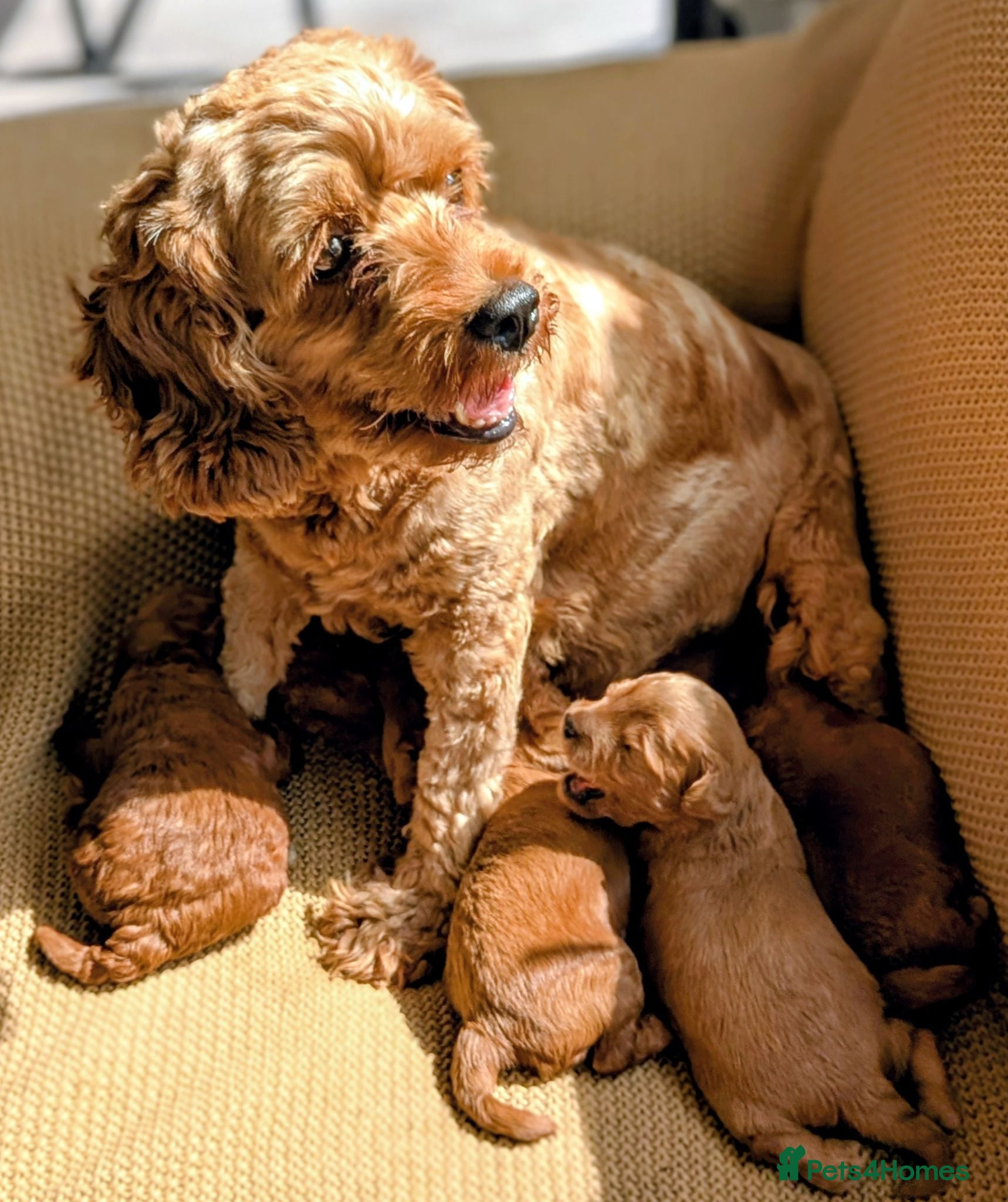 Cockapoo dogs F1B Cockapoo Puppies, four boys two girls. - Advert 1
