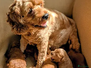 Cockapoo dogs F1B Cockapoo Puppies, four boys two girls. - Advert 2