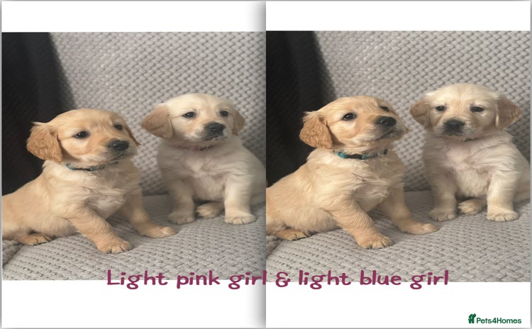 Golden Retriever dogs - Advert 1