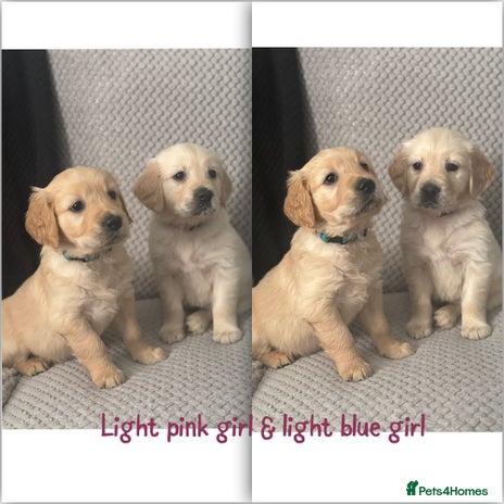 Golden Retriever dogs - Advert 1