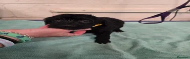Cockapoo 3 - yellow collar