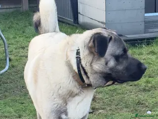 Turkish Kangal dogs Turkish kangal - Advert 3