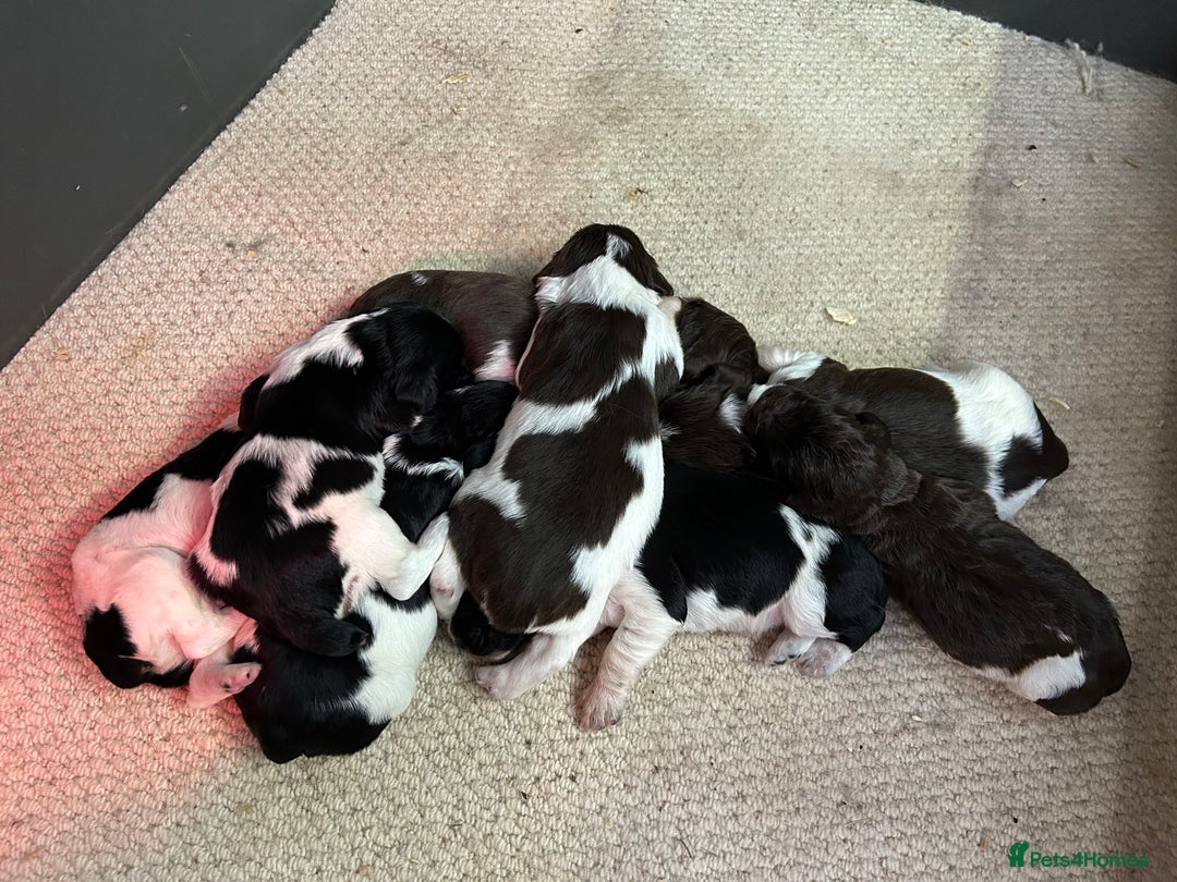 English Springer Spaniel dogs for sale: Springer Spaniel Puppies for sale  - Image 6