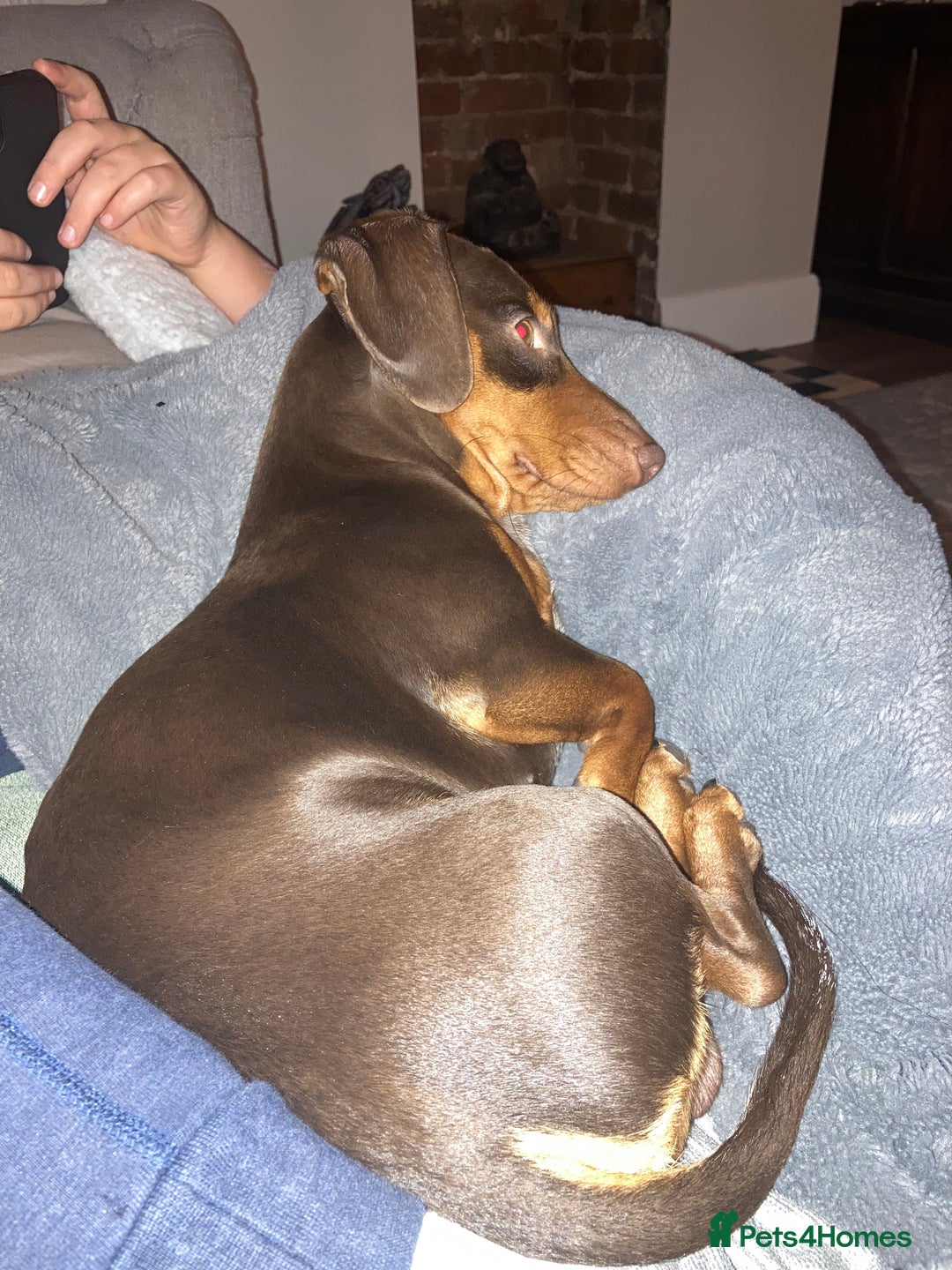 Miniature Dachshund dogs for stud: Miniature Dachshund for stud - Advert 5