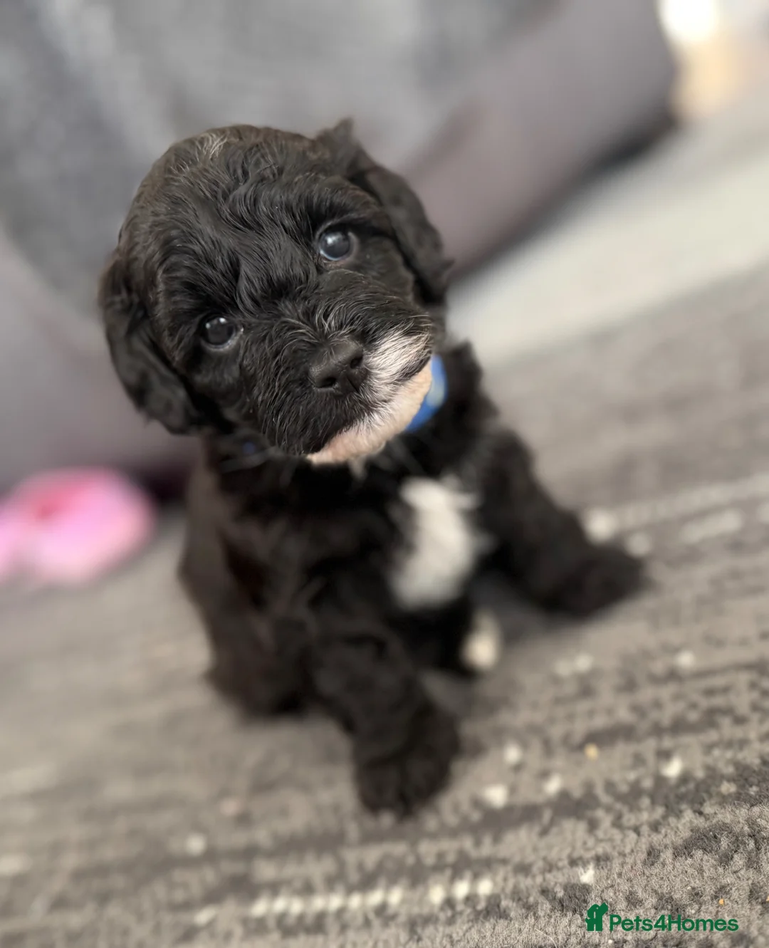 Havapoo dogs for sale: Havapoo Puppies  in Trowbridge - Advert 1