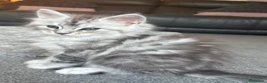 Maine Coon Kitten 1