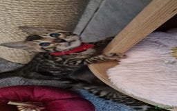 Bengal cats for sale: Pure Bengal kittens ❤️  - Image 3