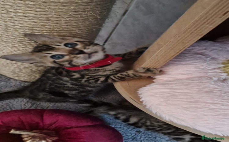 Bengal cats - Advert 2
