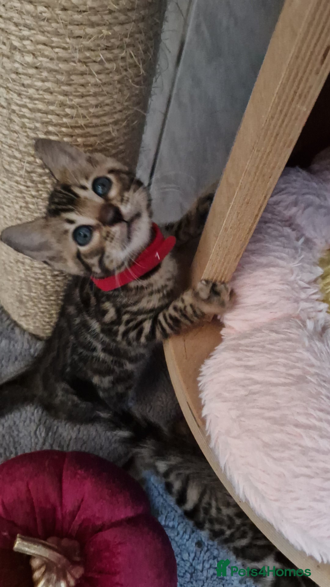 Bengal cats for sale: Pure Bengal kittens ❤️  - Image 3