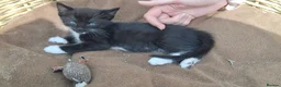 Mixed Breed cats for sale: Beautiful Tame Female Kitten Black White - Advert 4